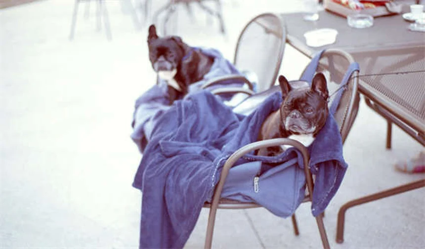 猫の肥満対策に効果的！スローフィーダーの選び方と使い方