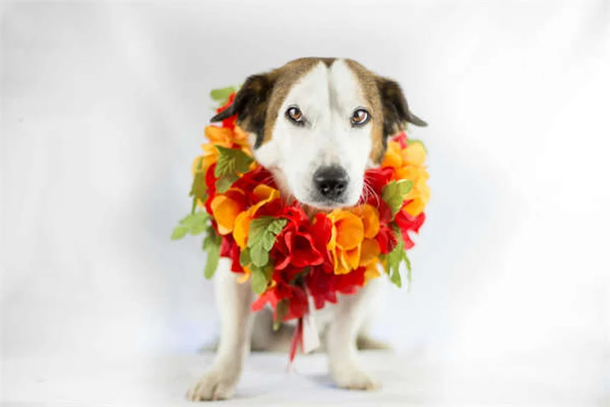 犬の下痢にイモディウムは安全？獣医師が教える正しい使い方